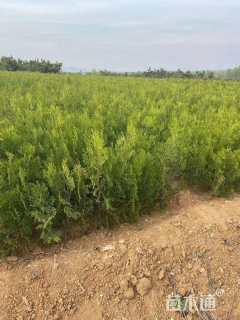 高度30厘米侧柏