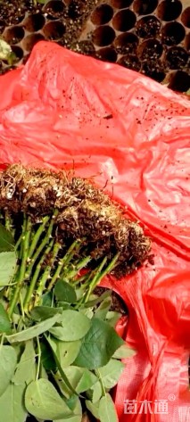 高度10厘米月季小苗