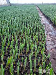 高度10厘米郁金香