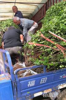 冠幅150厘米卫矛球