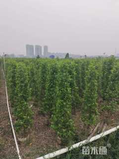 高度180厘米火山榕