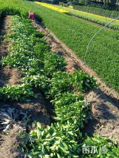 高度40厘米大叶栀子