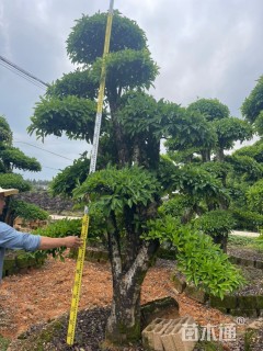 18公分造型椤木石楠