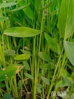 高度50厘米再力花