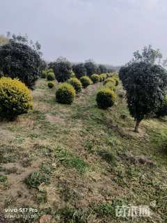 冠幅100厘米金冠女贞球