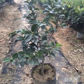 高度50厘米茶梅小苗