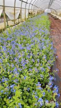 高度40厘米蓝雪花