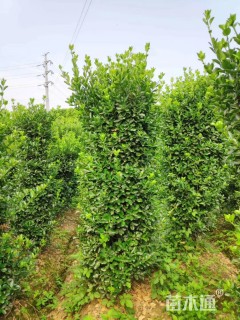 高度200厘米大叶黄杨柱