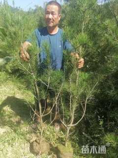 高度150厘米油松