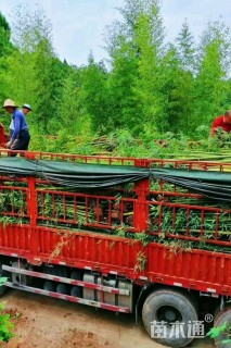 地栽苗雷竹