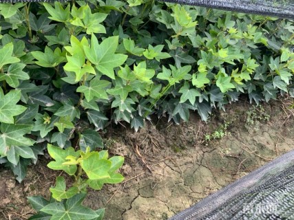 30厘米熊掌木