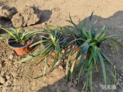 高度15厘米兰花