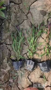 高度20厘米千鸟花