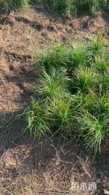 高度10厘米麦冬