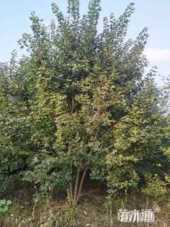 高度400厘米丛生五角枫
