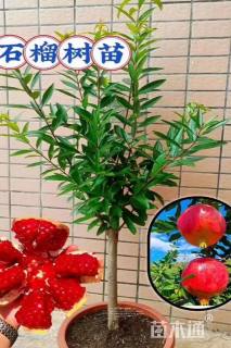 高度100厘米石榴小苗
