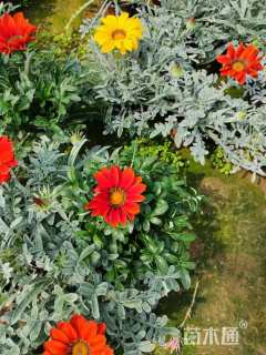 高度20厘米勋章菊