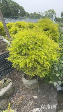 冠幅120厘米千层金球