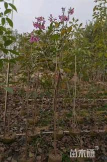 1公分紫花风铃木