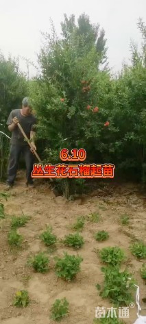 高度300厘米丛生花石榴