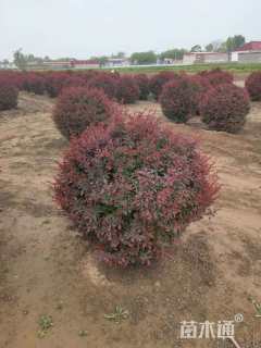 冠幅80厘米紫叶小檗球