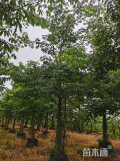 25公分美丽异木棉