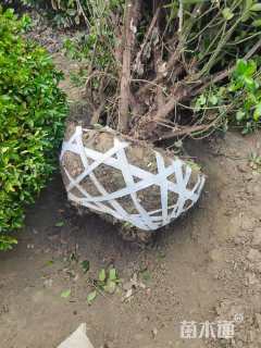 冠幅80厘米大叶黄杨球