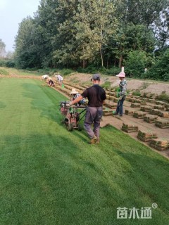 草块状马尼拉草