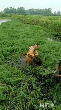 高度10厘米聚草
