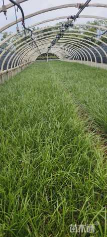 高度25厘米阔叶麦冬