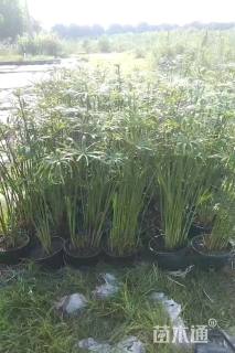 高度30厘米旱伞草