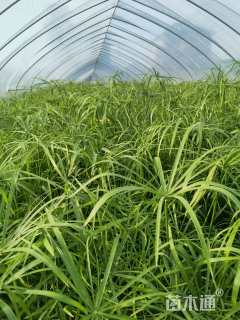 高度100厘米风车草