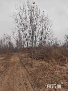 14公分垂丝海棠