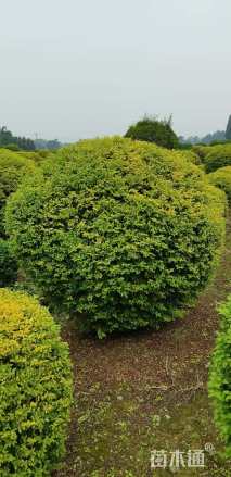 冠幅150厘米金禾女贞球