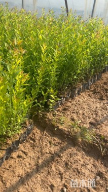 高度40厘米绣线菊