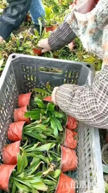 高度40厘米花叶玉簪