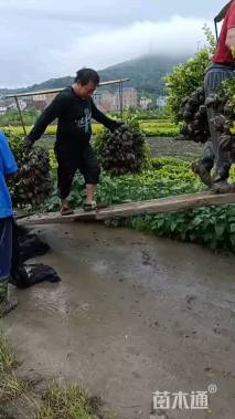 高度40厘米金森女贞小苗