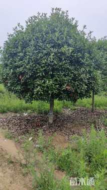 12公分红叶石楠