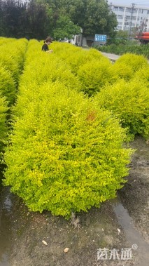 冠幅150厘米亮晶女贞球