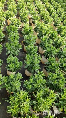 高度20厘米南非万寿菊