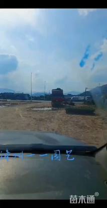 高度30厘米鹤望兰