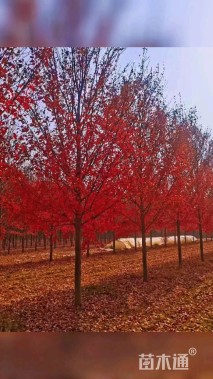 18公分美国红枫