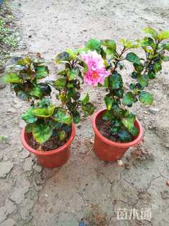 高度35厘米朱槿