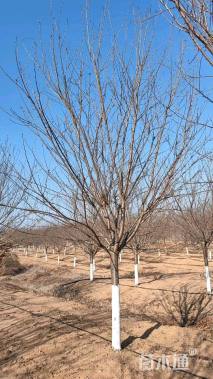 13公分染井吉野樱