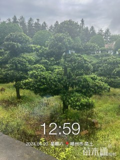 移栽苗造型罗汉松