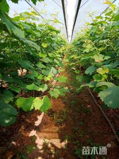80厘米葡萄