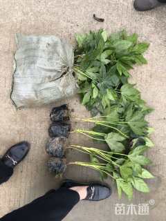 高度35厘米八角金盘