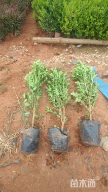 高度40厘米瓜子黄杨