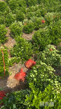 冠幅50厘米大叶黄杨球