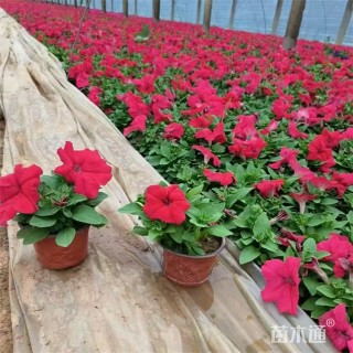 高度25厘米矮牵牛